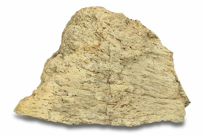 Hadrosaur Bone Section - Montana #287382